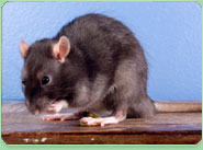 rat control Cranford